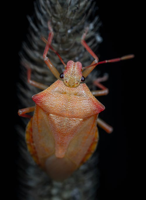 Close up of an Insect