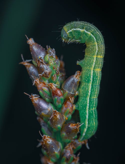 Close-Up Shot of a Caterpillar