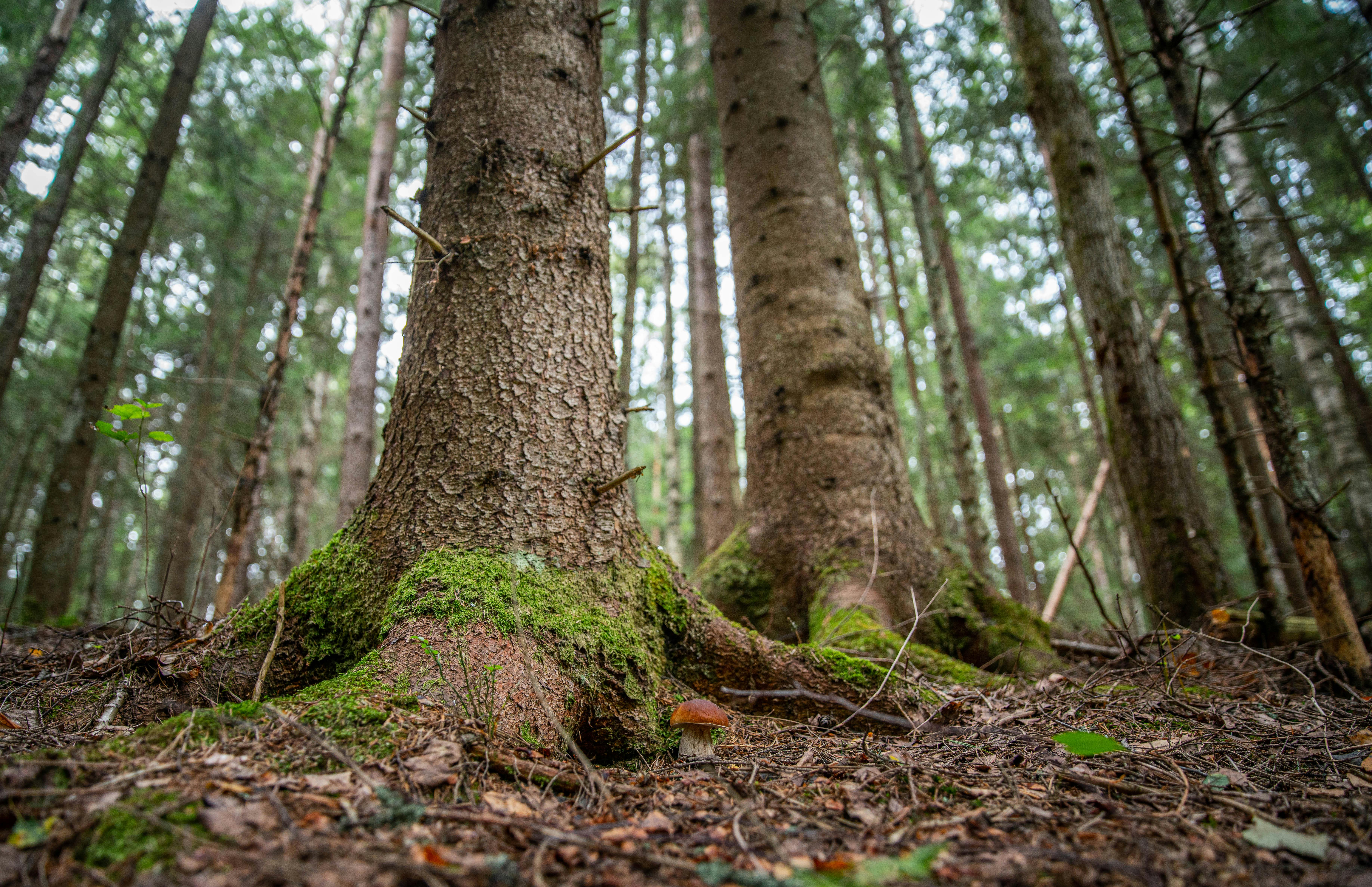 A serene forest scene with towering trees and a mushroom growing at the base, highlighting nature's beauty.