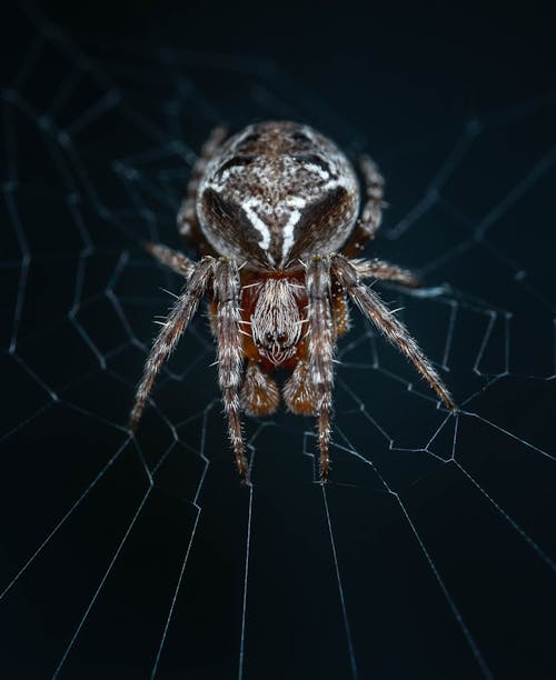 Close Up Shot of a Spider