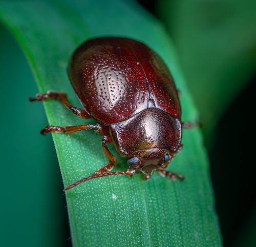Foto stok gratis alam, beetle, fokus selektif