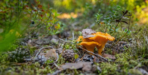 Fotobanka s bezplatnými fotkami na tému huby, les, príroda