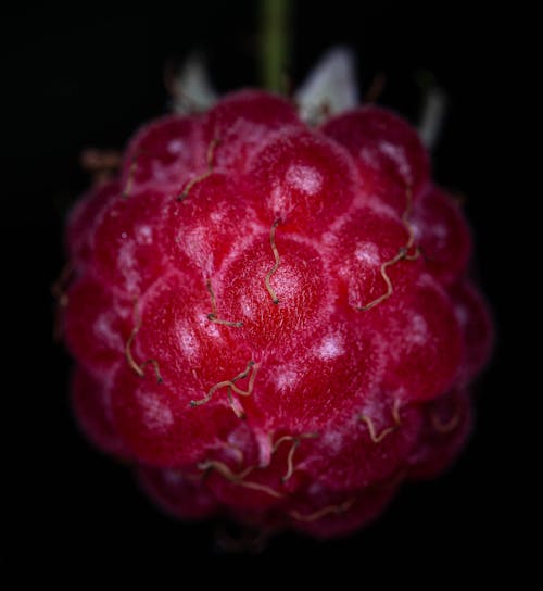 Close up of a Raspberry