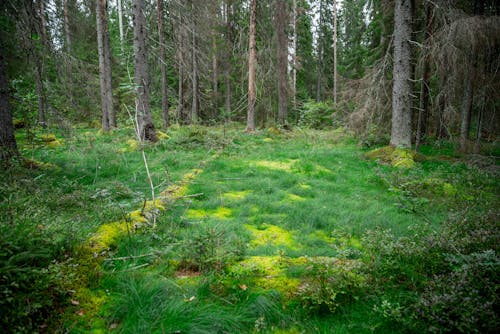 Photograph of Green Grass Near Trees