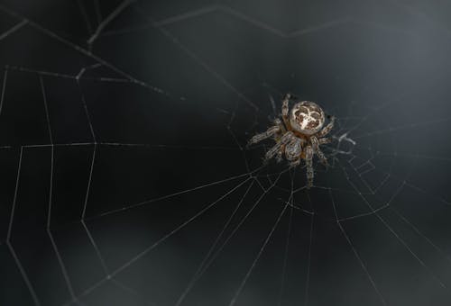 Close-up of a Spider on the Cobweb 