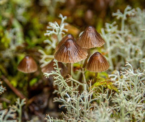 Close-up of Mushrooms in a Forest 