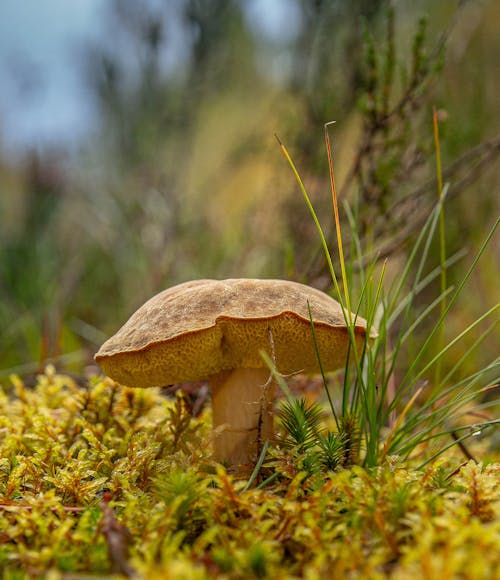 Close-up of a Mushroom 