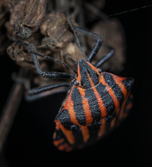 Δωρεάν στοκ φωτογραφιών με beetle, ακραία γκρο πλαν, έντομο