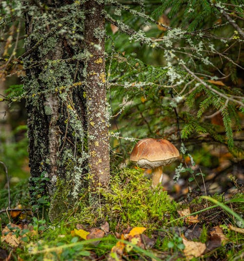 Mushrooms in a Forest 