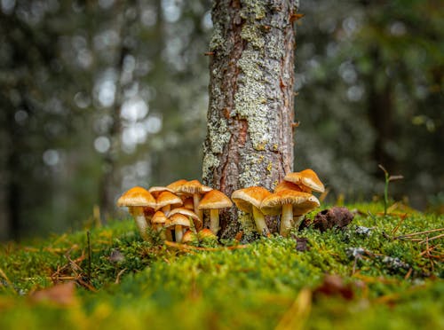 Close-Up Shot of Brown Mushrooms on Green Grass