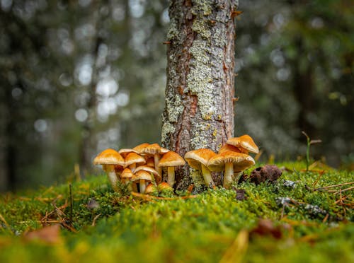 Gratis stockfoto met bokeh, champignons, detailopname