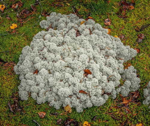 A Plant on the Ground 