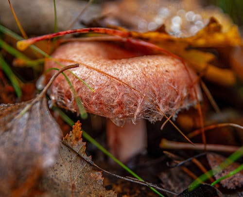 Close-Up of a Mushroom 