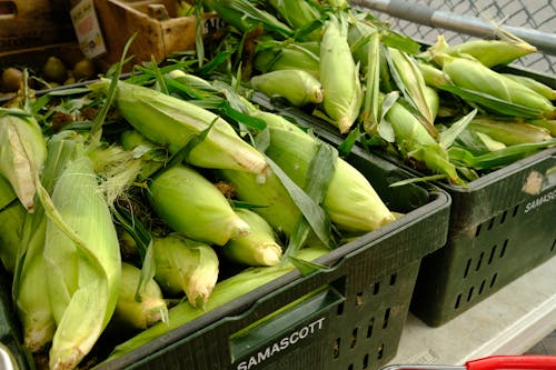 Fresh organic corn