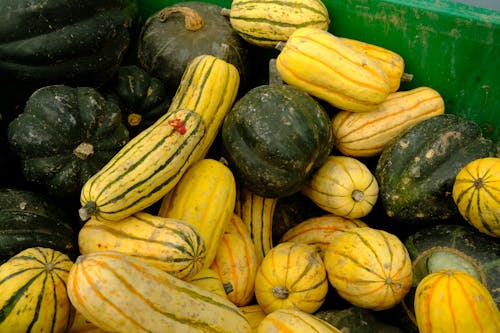 Fresh Squash