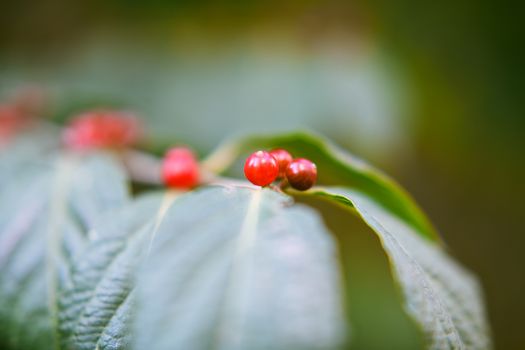 Detailed close-up of vibrant red berries on lush green leaves with blurred background.