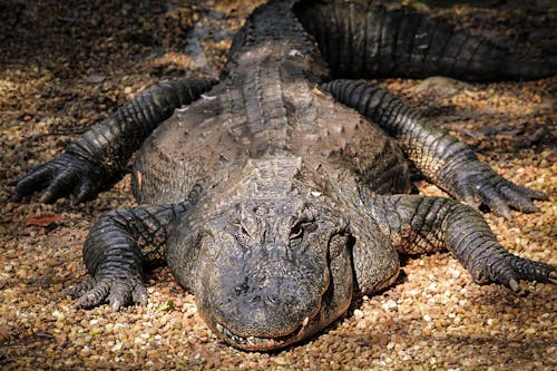 Gratis Foto stok gratis aligator, binatang, Buaya Foto Stok