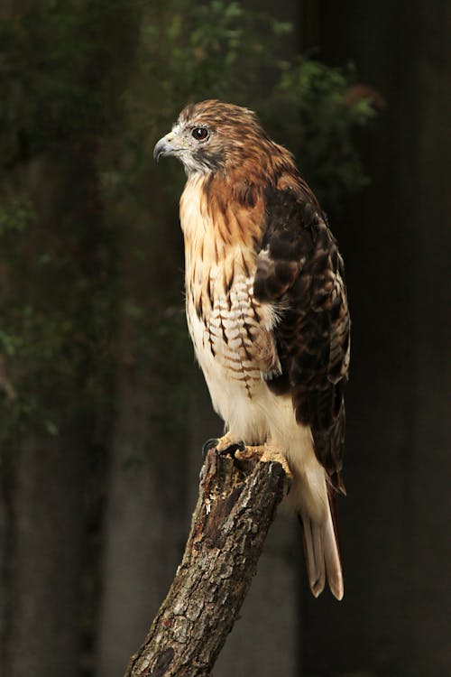 Close-up of a Hawk Sitting on a Branch 