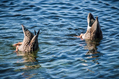 Foto stok gratis binatang, burung-burung, danau