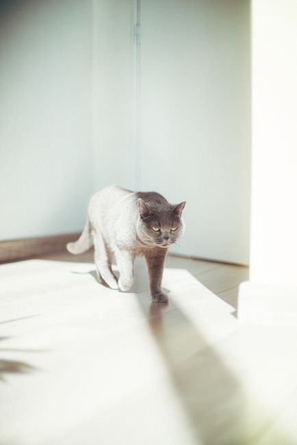 A grey domestic cat walking confidently in a sunlit indoor space.
