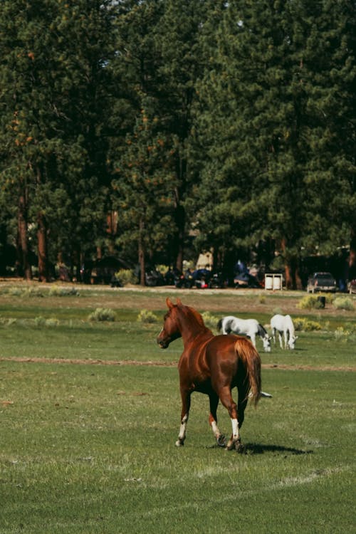 Imagine de stoc gratuită din animal, câmp de iarbă, erbivor