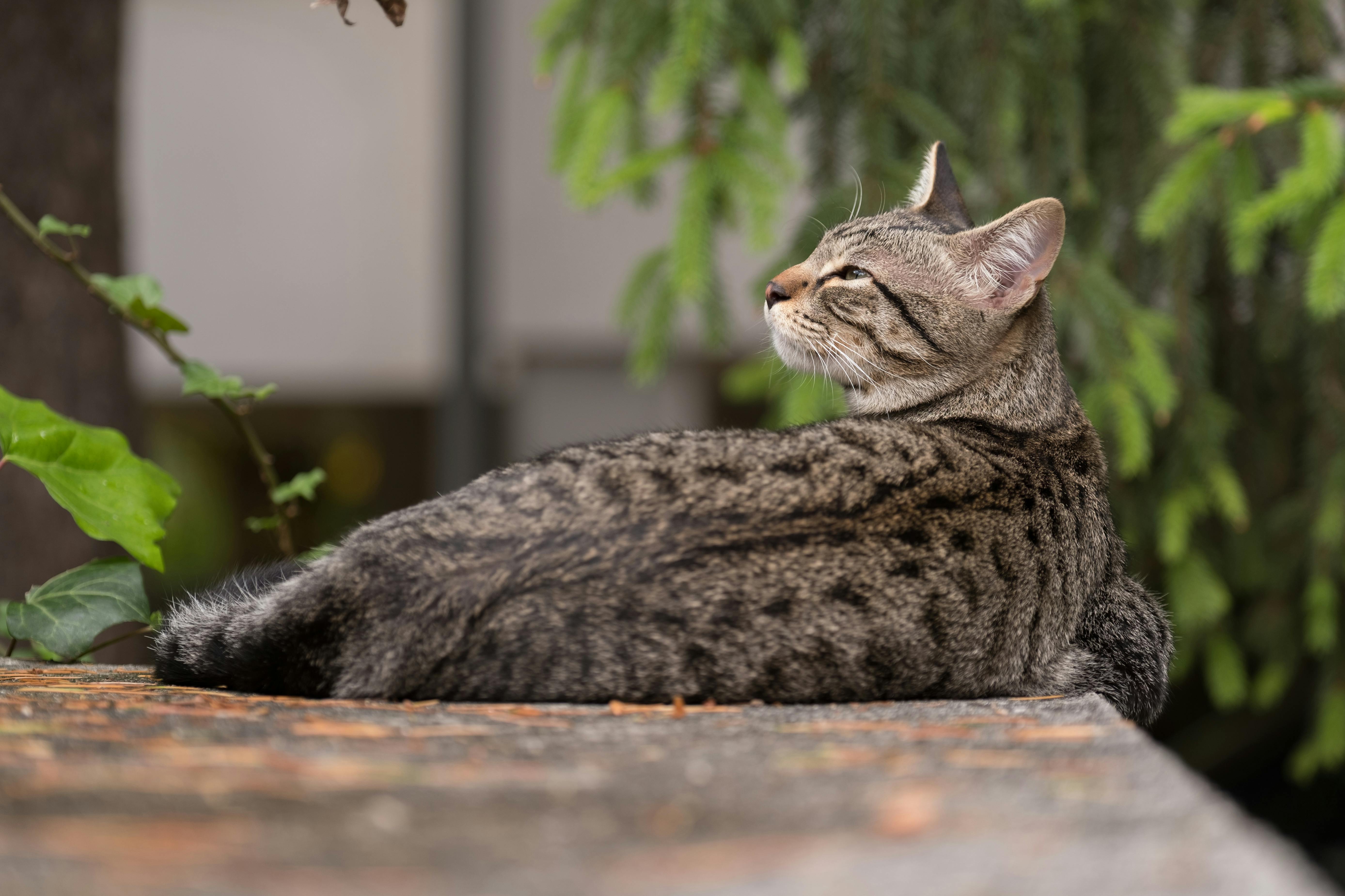 Cat In A Shoebox Photos, Download Free Cat In A Shoebox Stock Photos