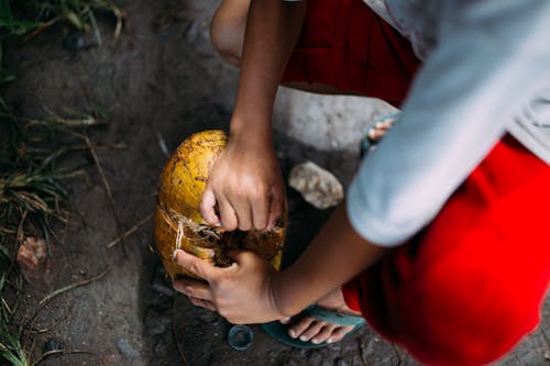 Free Person Peeling a Coconut Stock Photo