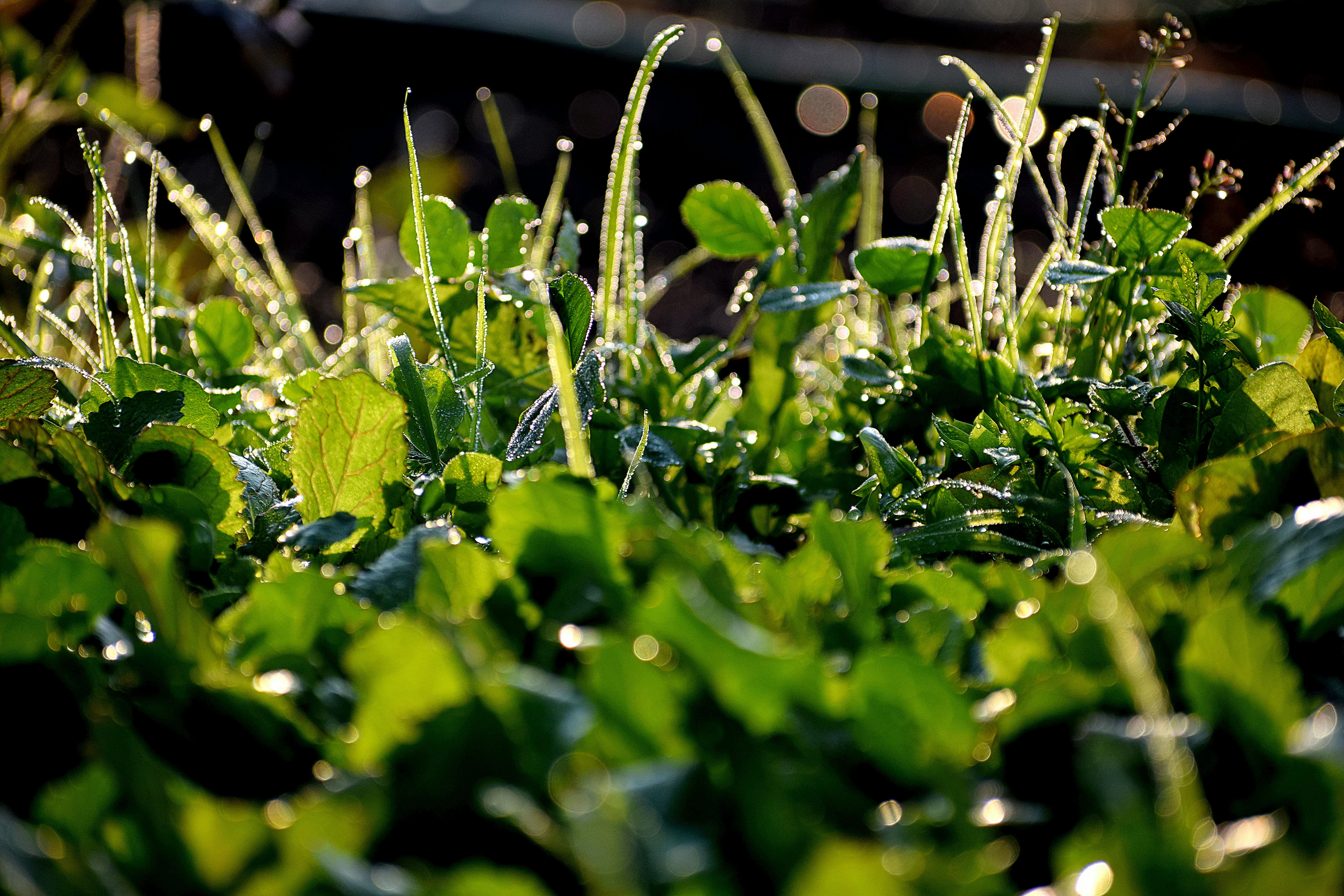 Free Stock Photo Of Morning Dew Grass Green Nature
