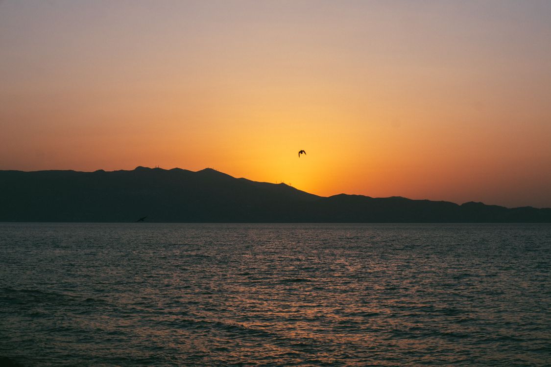 Silhouette of Bird Flying over the Sea during Sunset · Free Stock Photo