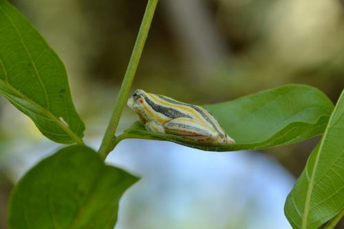 Free Painted Reed Frog Shifts Stock Photo