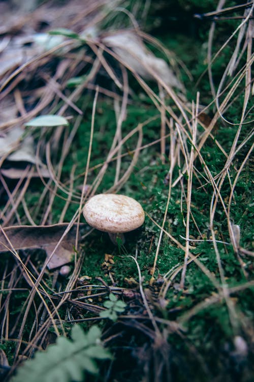 Close-Up Photo of a Mushroom Near Moss