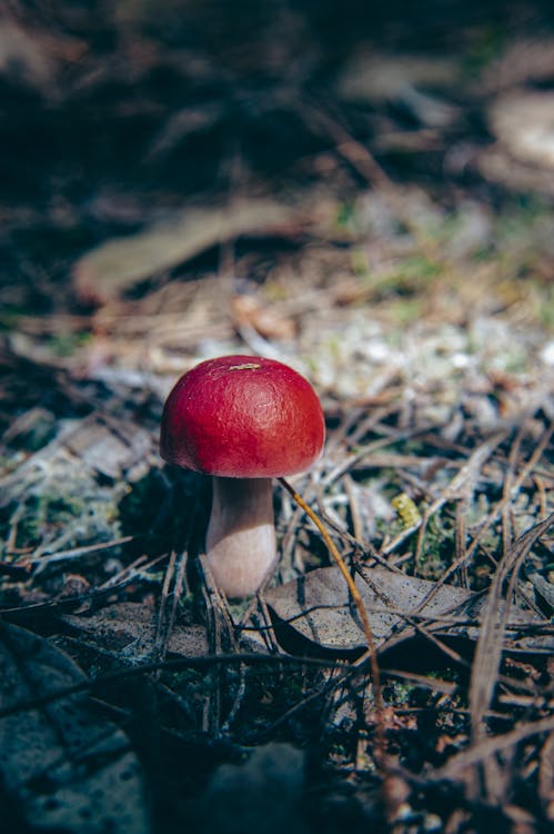 Close-Up Photograph of a Red Mushroom