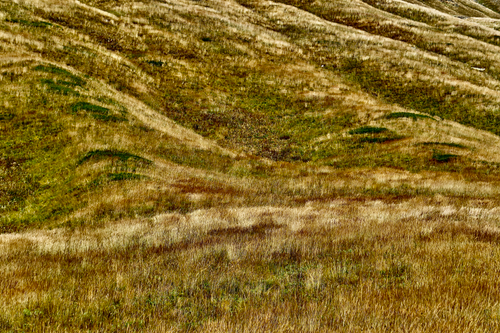 Free Serene view of golden rolling hills and wild meadows in a rural setting. Stock Photo