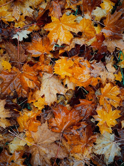 Yellow and Brown Autumnal Leaves Lying on the Ground 