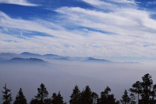 Základová fotografie zdarma na téma bílá, borovice, borovicový les