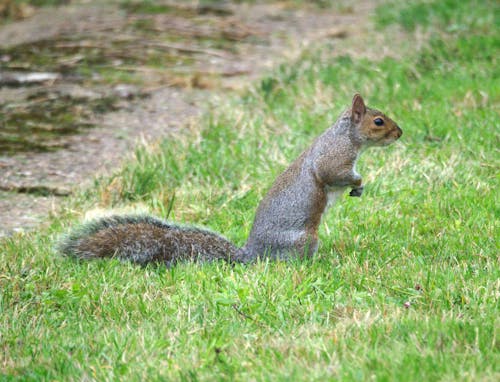 Brown Squirrel on Green Grass Field
