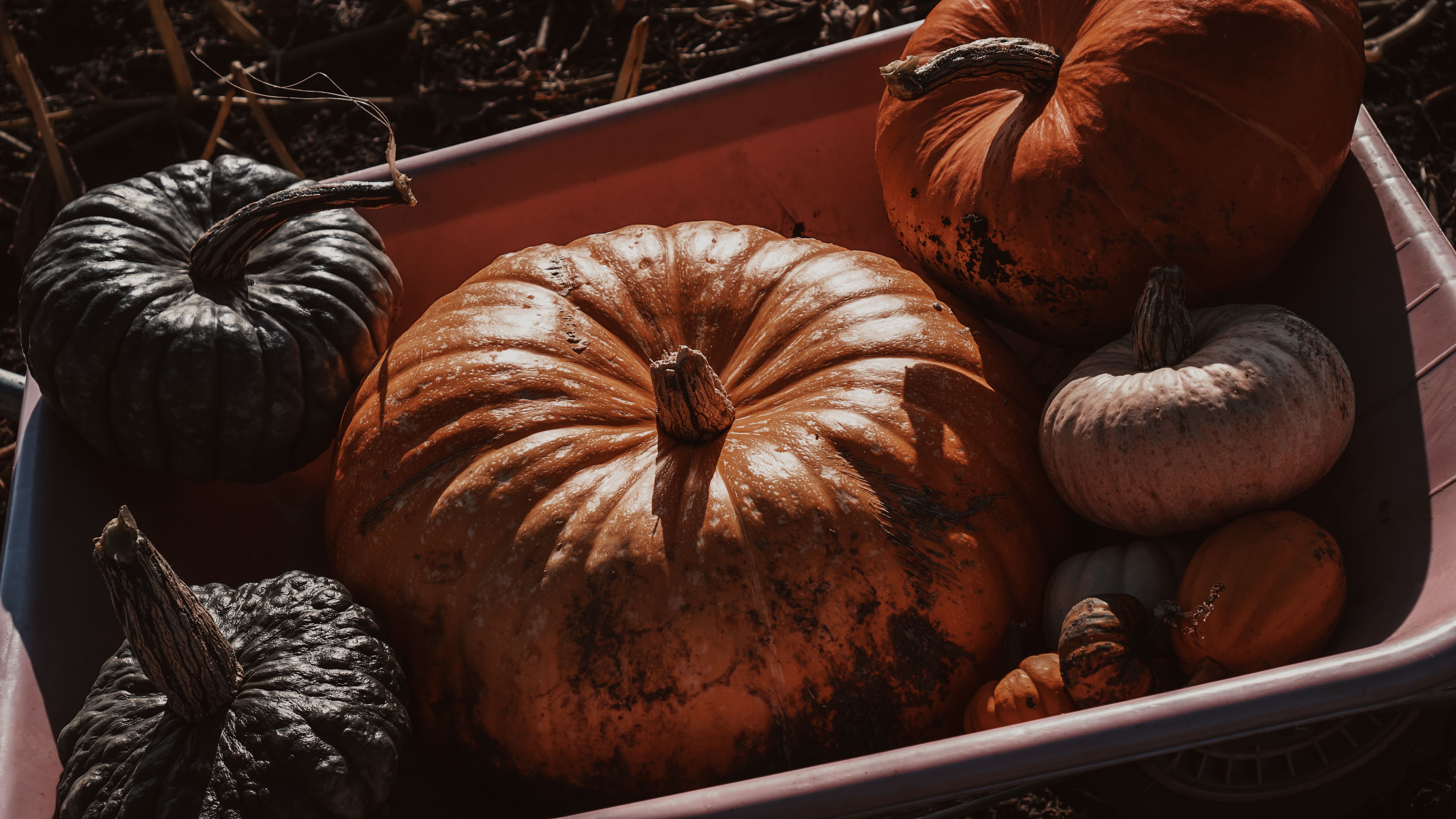 Close-up of a Wheelbarrow with Variety of Pumpkins · Free Stock Photo