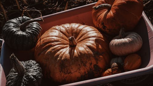 Close-up of a Wheelbarrow with Variety of Pumpkins 