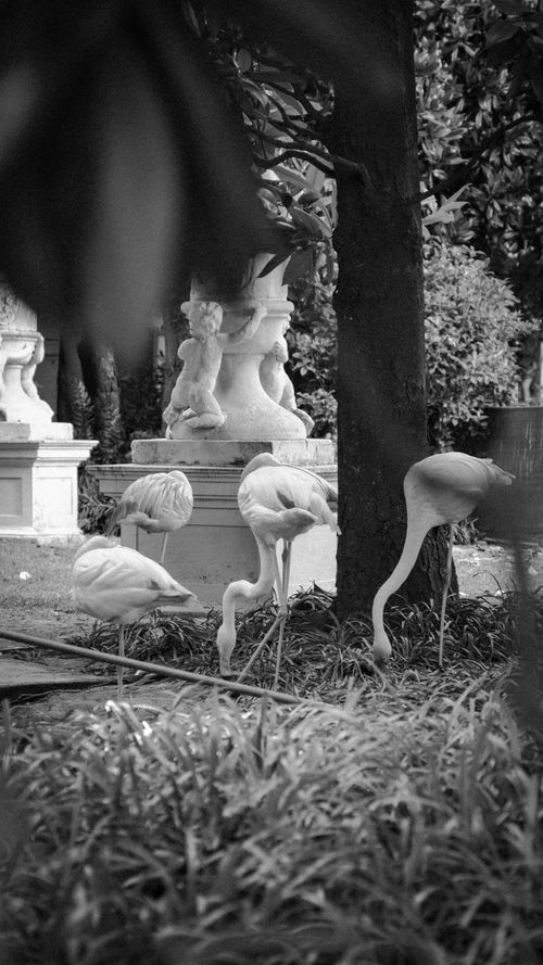 Free A striking black and white photo of flamingos near classical sculptures in a garden setting. Stock Photo