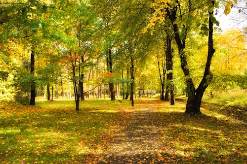 Gratis Immagine gratuita di alberi, autunno, bellissimo Foto a disposizione