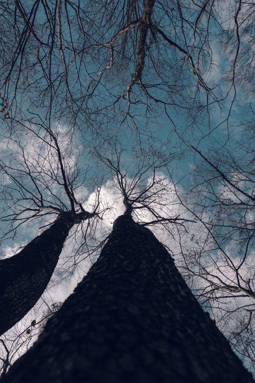 Free Upward shot of tall, bare tree trunks against a vibrant blue sky with clouds. Stock Photo