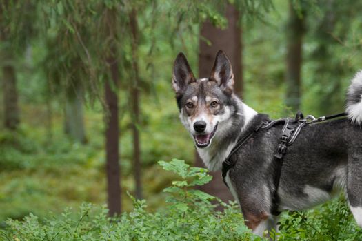 A West Siberian Laika dog stands alertly in a vibrant green forest.