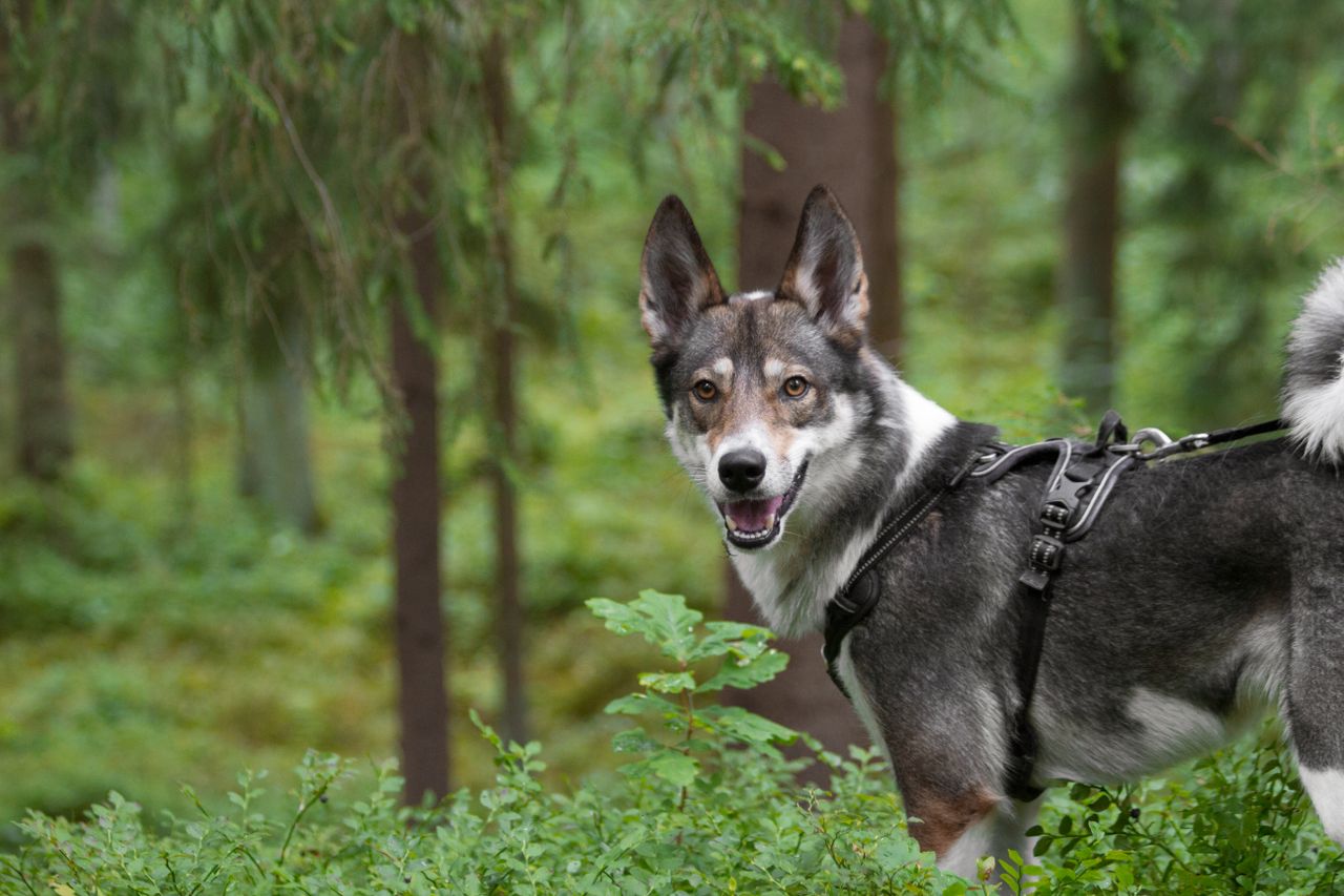a west siberian laika dog stands alertly in a vibrant green forest