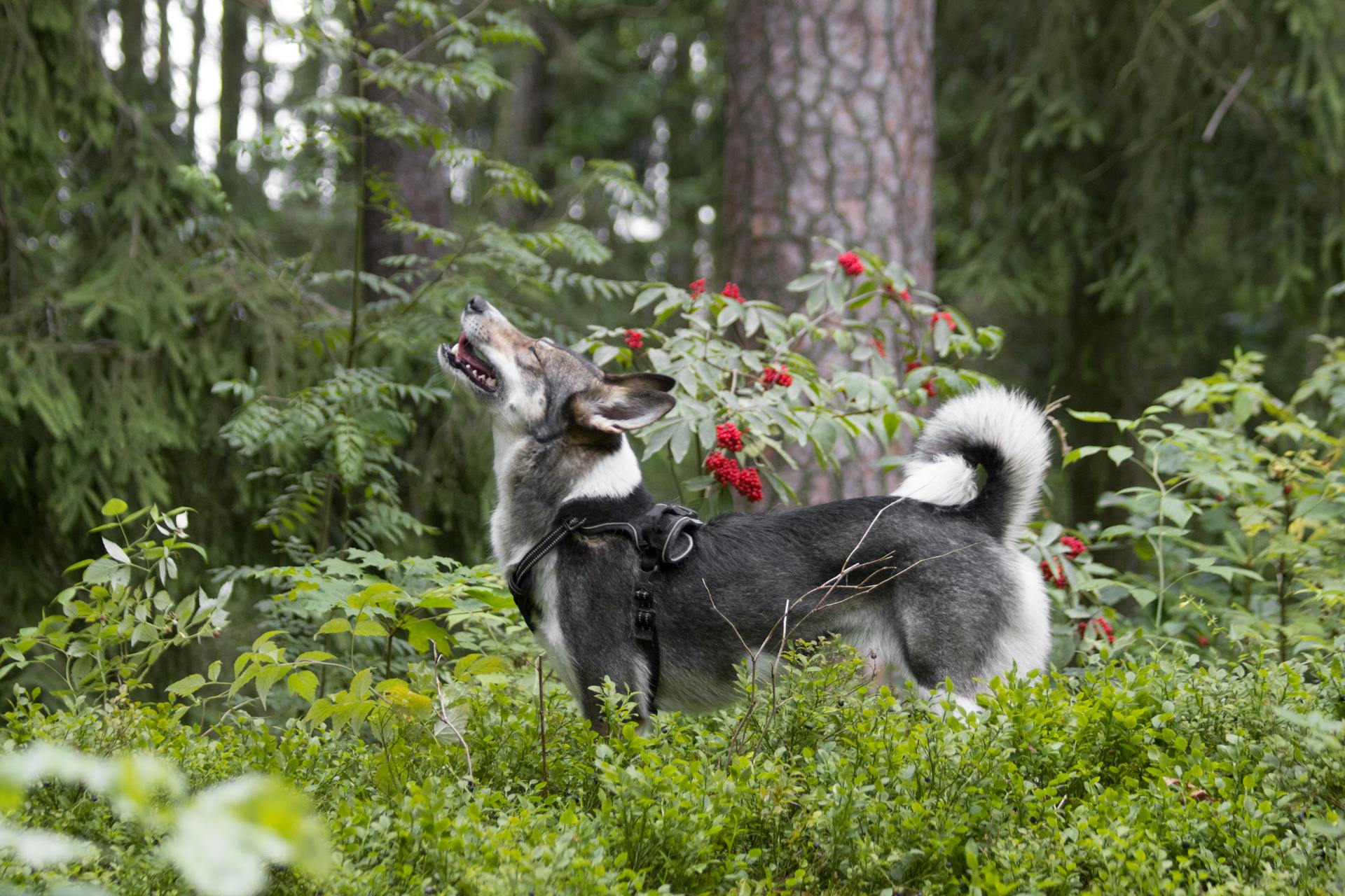 Photograph of Jämthund Dog Near Plants