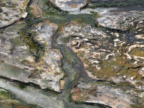 Close up of a Rock