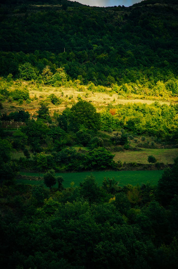 Green Trees And Grass Field