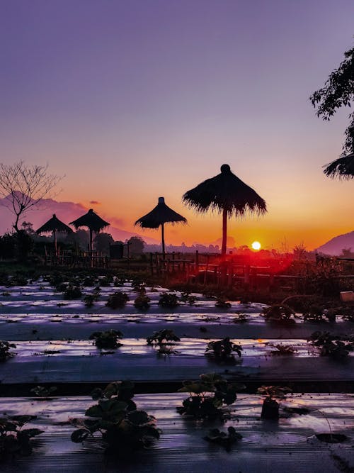 Silhouetted Thatched Umbrellas under a Bright Sunset Sky 