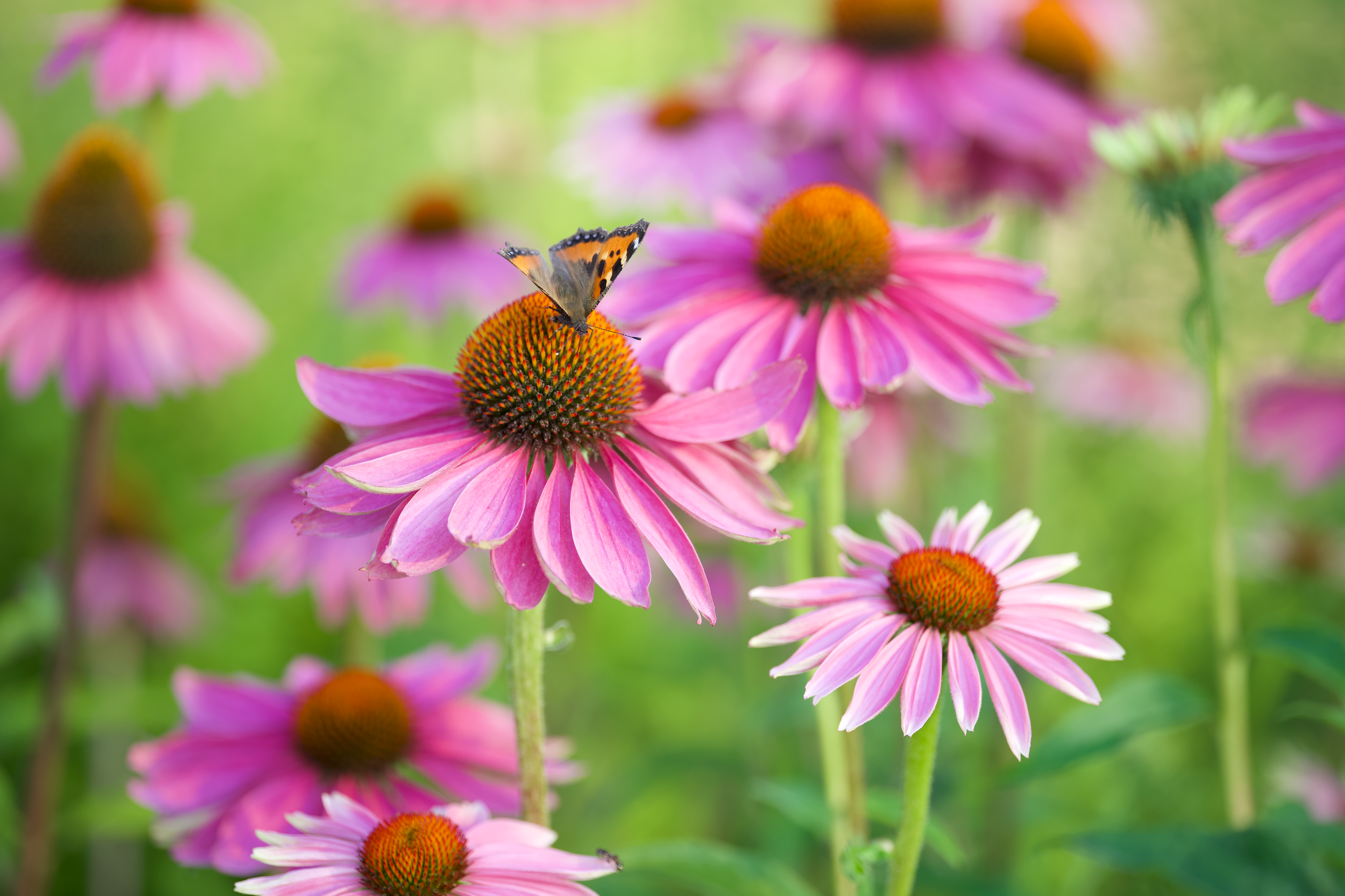 Purple Coneflower