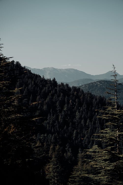 Kostenloses Stock Foto zu berge, drohne erschossen, grüne bäume