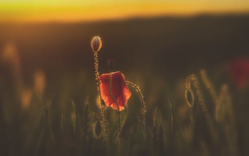 Foto stok gratis bidang hijau, bunga-bunga indah, flora mekar